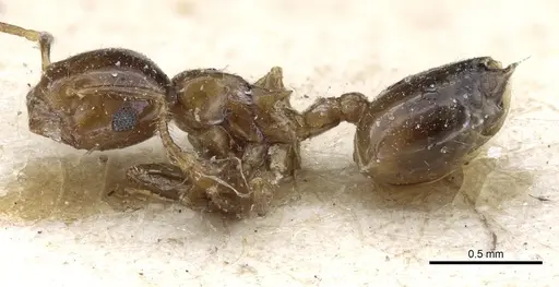 Crematogaster solenopsides - CASENT0904483