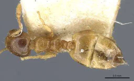 Crematogaster solenopsides - CASENT0904484