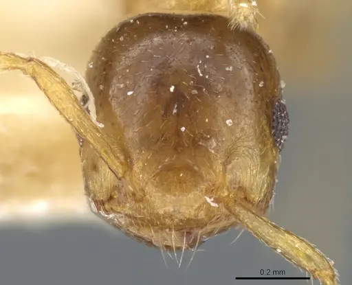 Crematogaster solenopsides - CASENT0904484