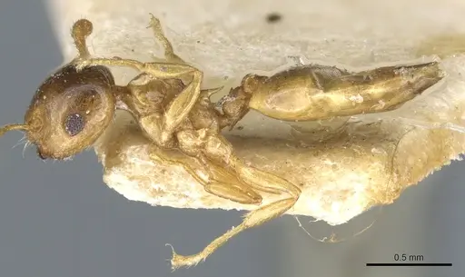 Crematogaster solenopsides - CASENT0904484