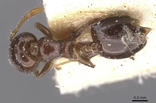 Crematogaster solenopsides - CASENT0912730