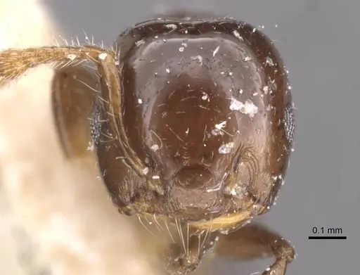 Crematogaster solenopsides - CASENT0912730