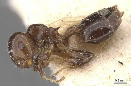 Crematogaster solenopsides - CASENT0912730