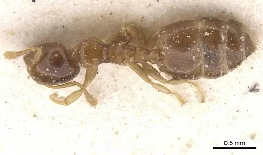 Crematogaster solenopsides - CASENT0912731