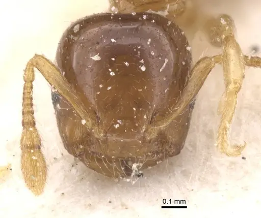 Crematogaster solenopsides - CASENT0912731