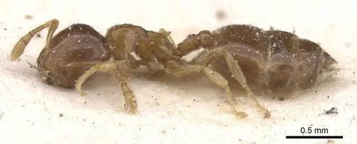 Crematogaster solenopsides - CASENT0912731