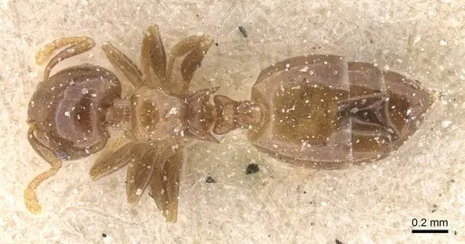 Crematogaster solenopsides - CASENT0912732