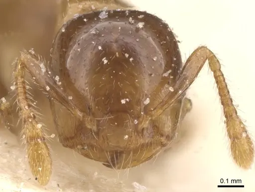 Crematogaster solenopsides - CASENT0912732