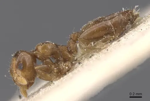 Crematogaster solenopsides - CASENT0912732