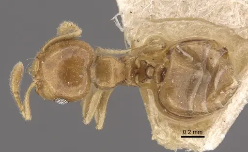 Crematogaster solenopsides - CASENT0917803