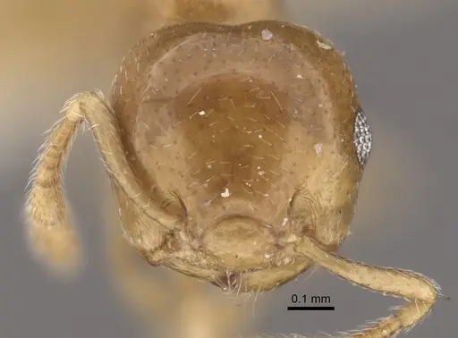 Crematogaster solenopsides - CASENT0917803