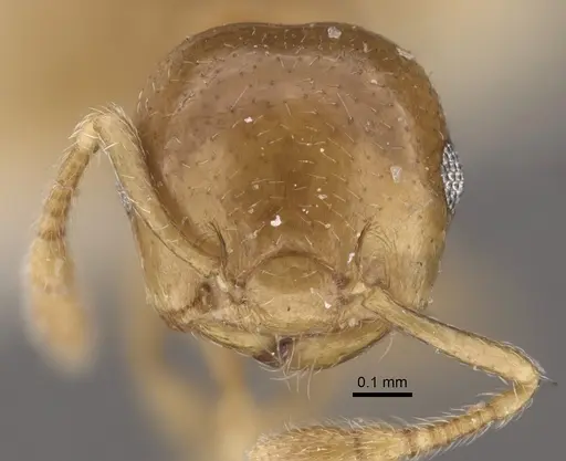 Crematogaster solenopsides - CASENT0917803