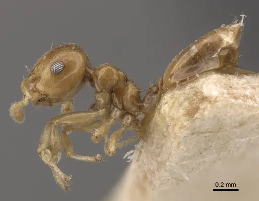 Crematogaster solenopsides - CASENT0917803