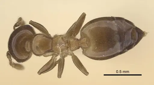 Crematogaster solenopsides - CASENT0919675