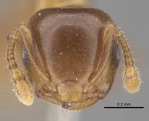 Crematogaster solenopsides - CASENT0919675