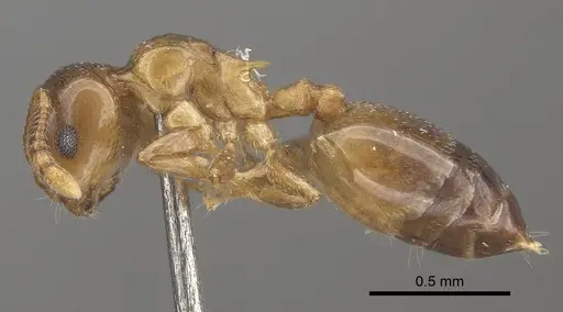 Crematogaster solenopsides - CASENT0919675