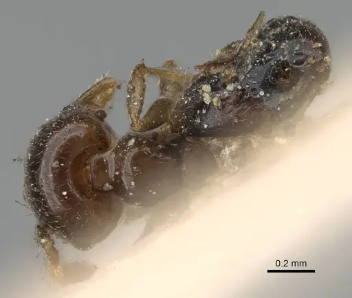 Crematogaster solenopsides - CASENT0922212