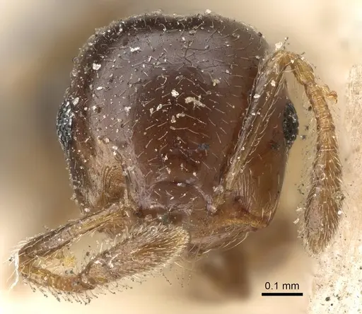 Crematogaster solenopsides - CASENT0922212