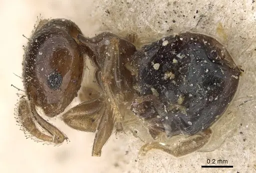 Crematogaster solenopsides - CASENT0922212