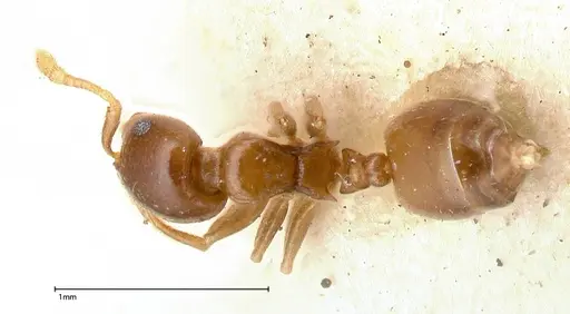 Crematogaster solenopsides - FOCOL0416