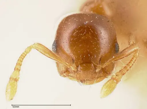 Crematogaster solenopsides - FOCOL0416