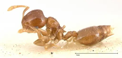 Crematogaster solenopsides - FOCOL0416