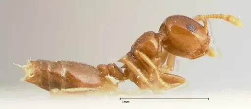 Crematogaster solenopsides - FOCOL0416
