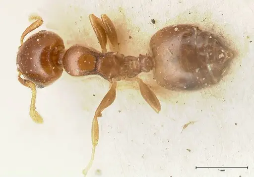 Crematogaster solenopsides - FOCOL0417