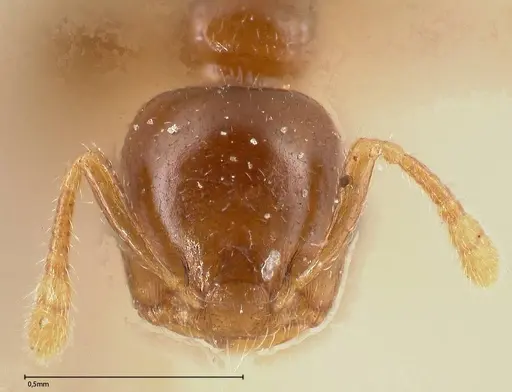 Crematogaster solenopsides - FOCOL0417