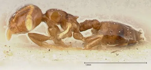 Crematogaster solenopsides - FOCOL0417