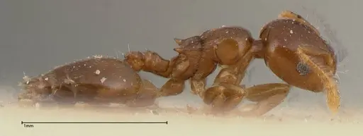 Crematogaster solenopsides - FOCOL0417