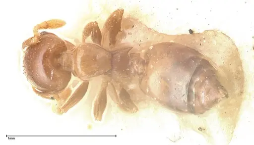Crematogaster solenopsides - FOCOL0418