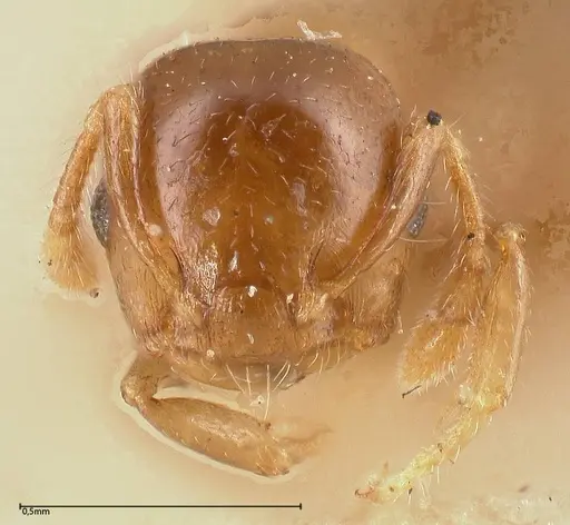 Crematogaster solenopsides - FOCOL0418