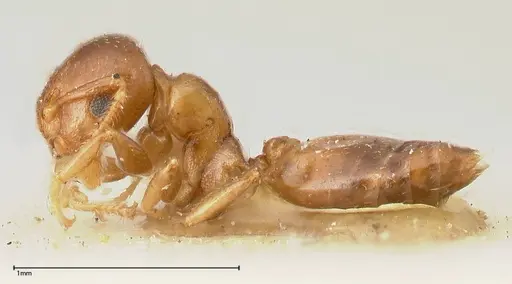 Crematogaster solenopsides - FOCOL0418