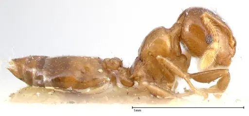 Crematogaster solenopsides - FOCOL0418