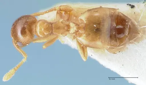 Crematogaster solenopsides - FOCOL1540