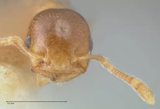 Crematogaster solenopsides - FOCOL1540