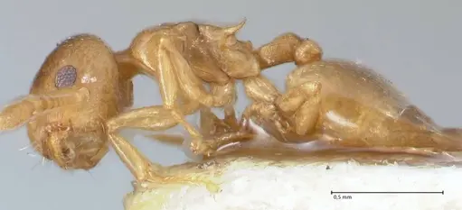 Crematogaster solenopsides - FOCOL1540