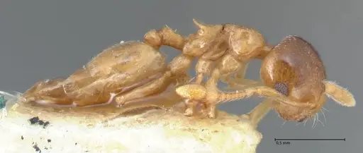 Crematogaster solenopsides - FOCOL1540