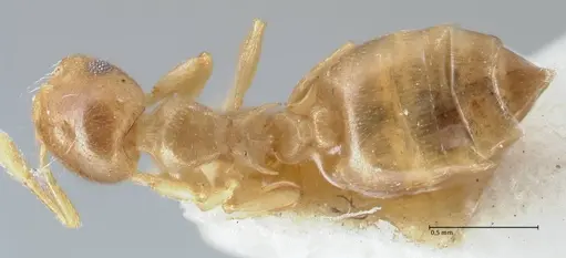 Crematogaster solenopsides - FOCOL1541