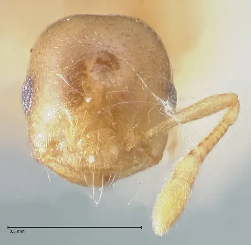 Crematogaster solenopsides - FOCOL1541