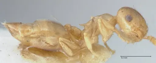 Crematogaster solenopsides - FOCOL1541