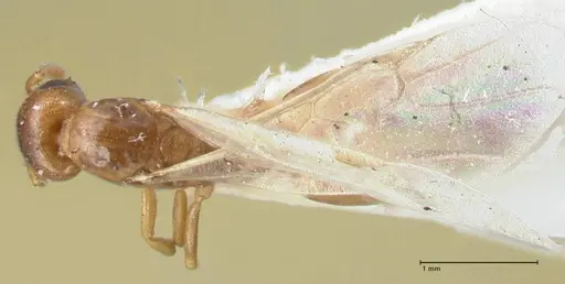 Crematogaster solenopsides - FOCOL1542