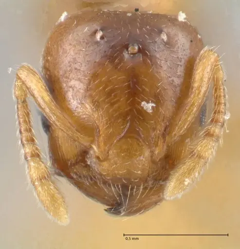 Crematogaster solenopsides - FOCOL1542