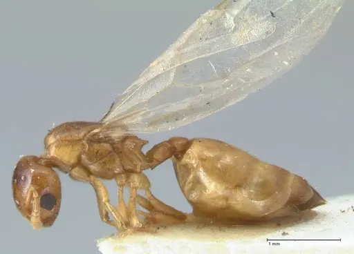Crematogaster solenopsides - FOCOL1542