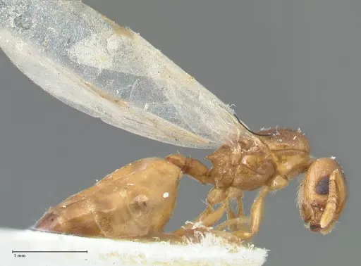 Crematogaster solenopsides - FOCOL1542