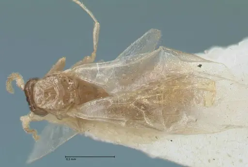 Crematogaster solenopsides - FOCOL1543