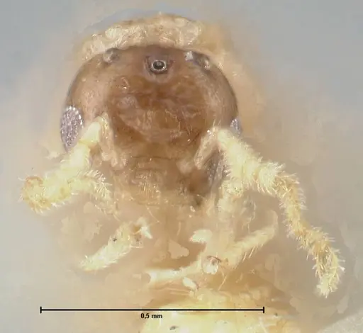 Crematogaster solenopsides - FOCOL1543