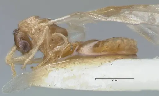 Crematogaster solenopsides - FOCOL1543