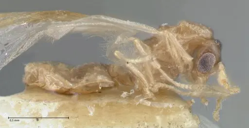 Crematogaster solenopsides - FOCOL1543